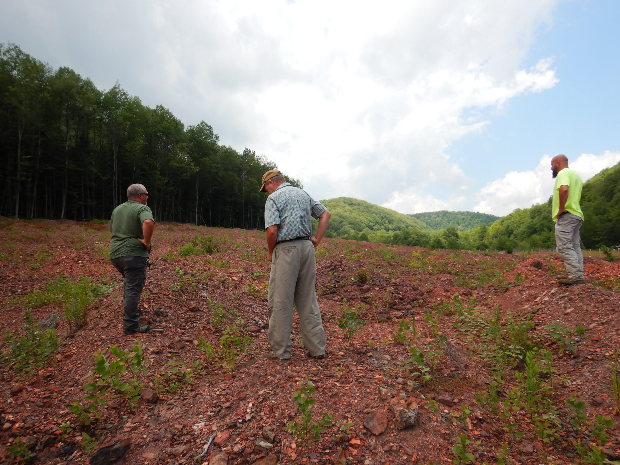 Three men standing over a field of newly planted trees