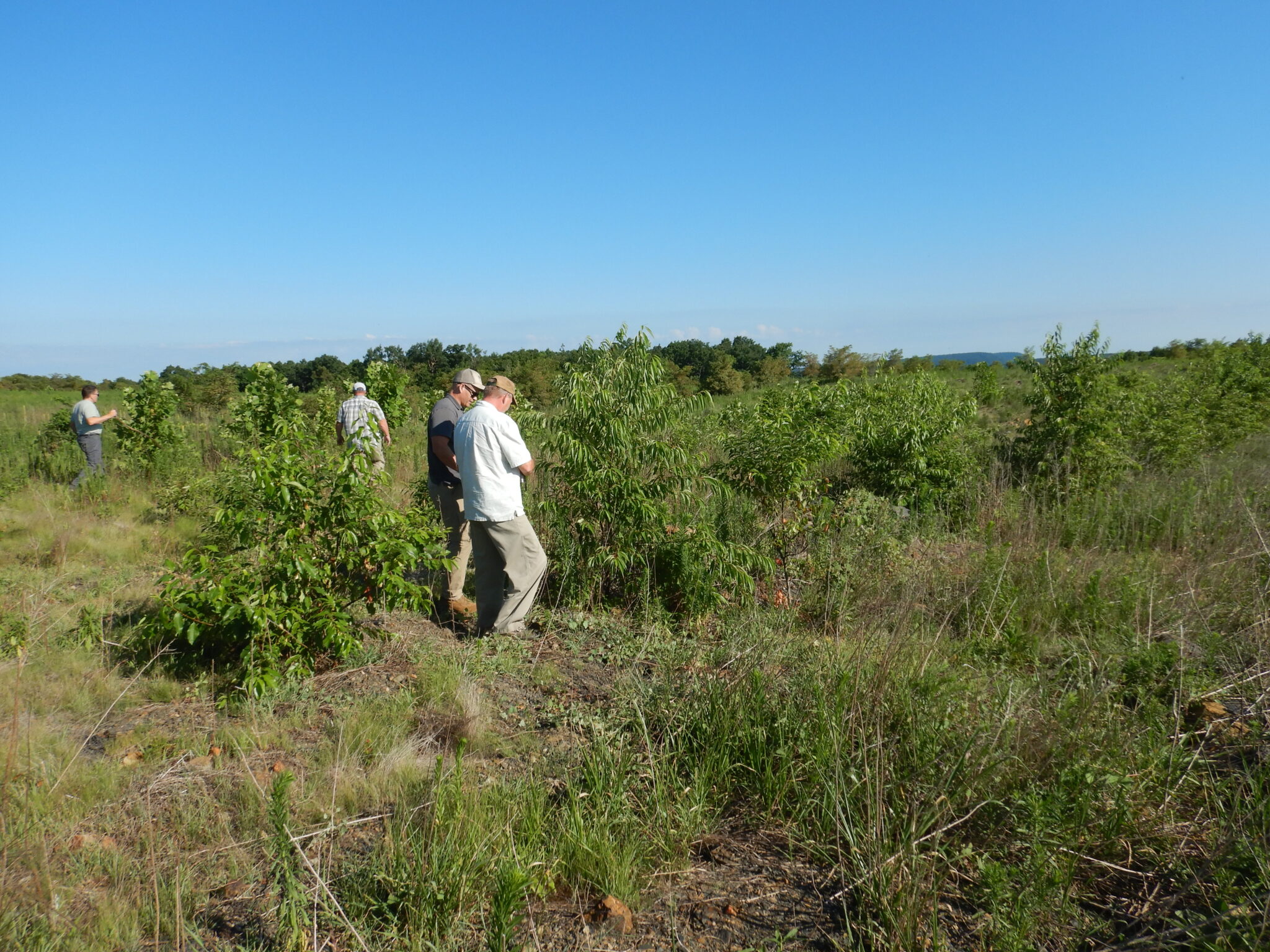 Four men walking in a field of newly planted trees.